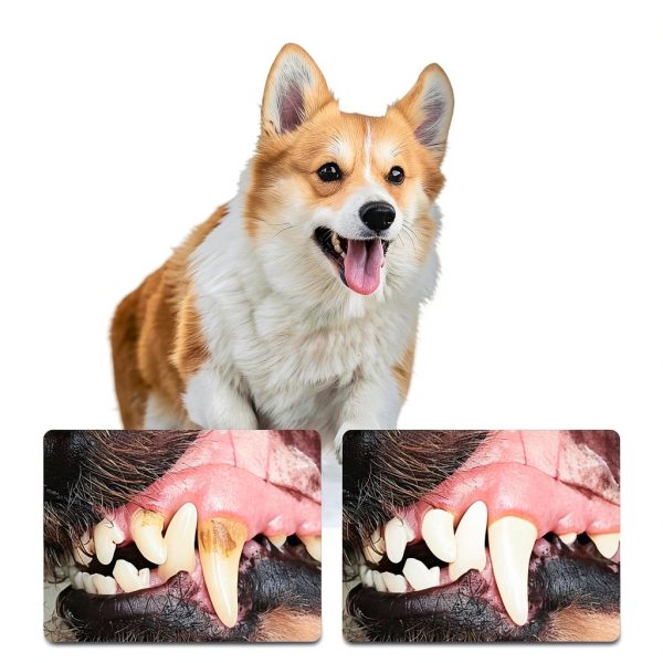 Pet Oral Repair Gel by Vizela 6 Pack Care for Dogs & Cats,Fresh Breath-4